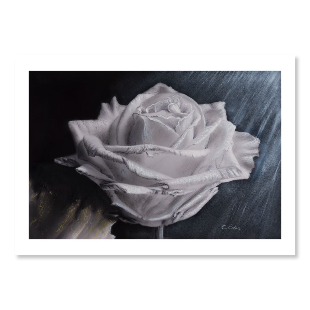 Ein Poster mit einer weißen Rose