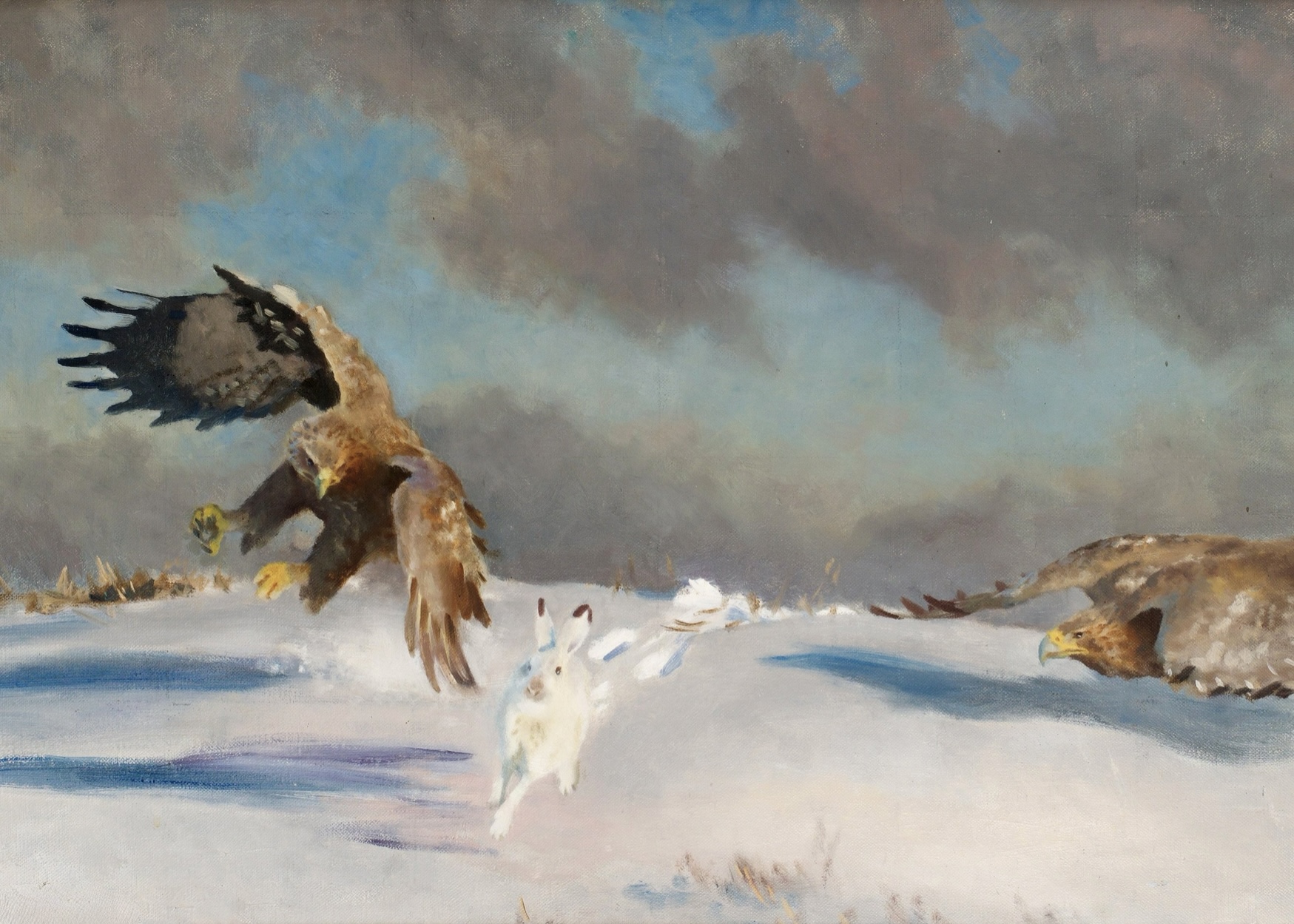 White-tailed Eagles Attacking Winter Hare – Canvas Collection – Bild 2